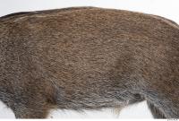 boar fur 0010